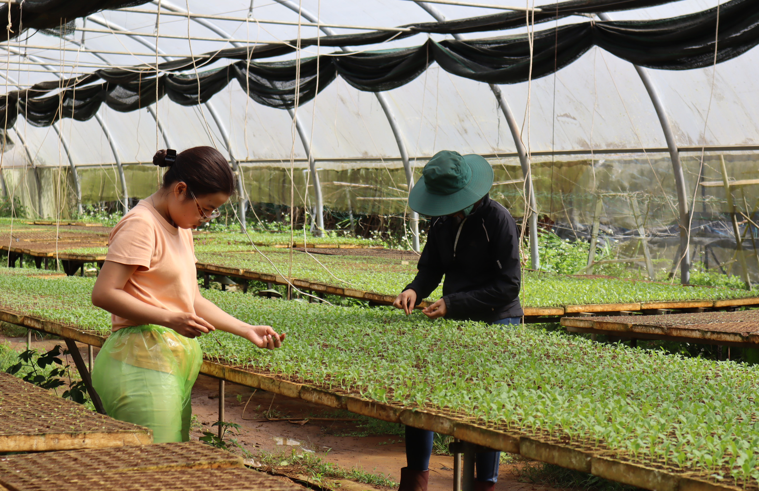 Kon Tum: Trồng rau sạch - hướng khai thác lợi thế trong sản xuất ở Kon Plông